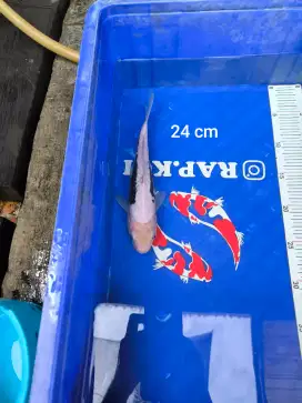 Ikan Koi Kumonryu