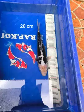 Ikan Koi Kumonryu