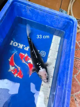 Ikan Koi Kumonryu