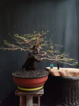 Bonsai Mustam Medium