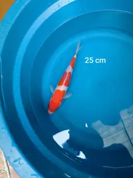 Ikan koi Kohaku