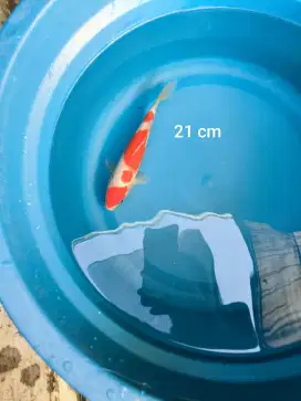 Ikan Koi Kohaku