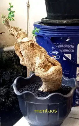 Bonsai mentaos slanting style
