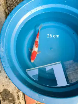 Ikan Koi Kohaku