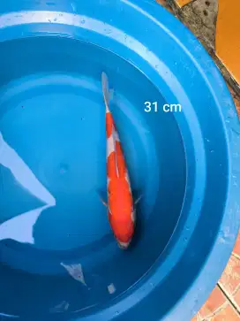 Ikan Koi Kohaku
