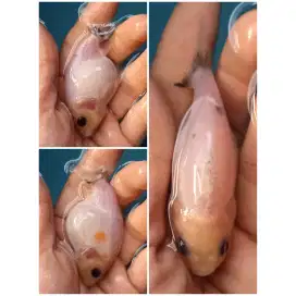 Ikan Mas Koki Ranchu