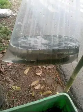 Ikan Gabus lindung Segar