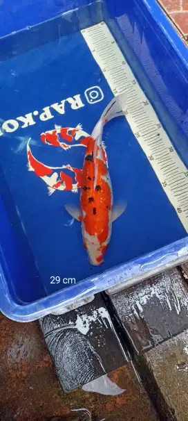 Ikan Koi Sanke Tulungagung
