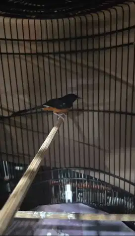 Burung murai jantan ori hutan lampung (Sumatera)