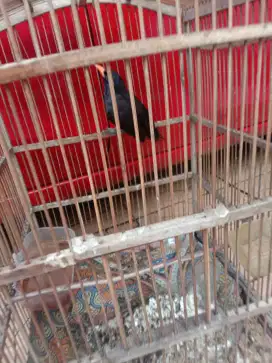 Jual burung poksay rembo sdh bunyi