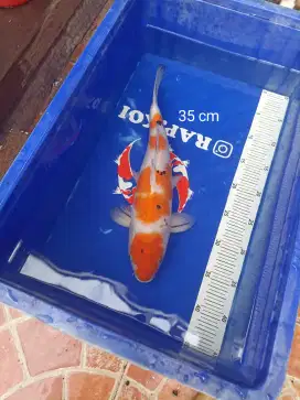 Ikan Koi Sanke Tulungagung