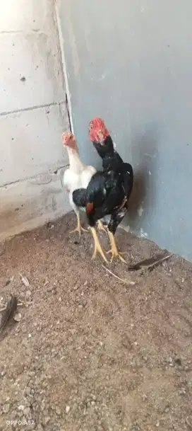 Jual ayam koshamo