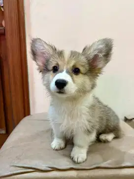 JUAL Anjing CORGI Stambum Jantan