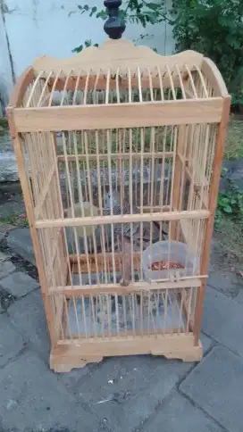 Perkutut lokal berserta sangkarnya