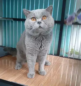 Kucing british shorthair
