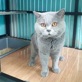 Kucing british shorthair