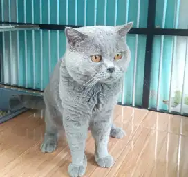 Kucing british shorthair