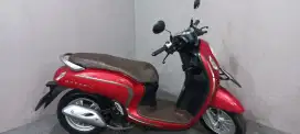 Honda Scoopy Stylish