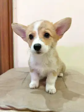 JUAL ANJING CORGI STAMBUM JANTAN