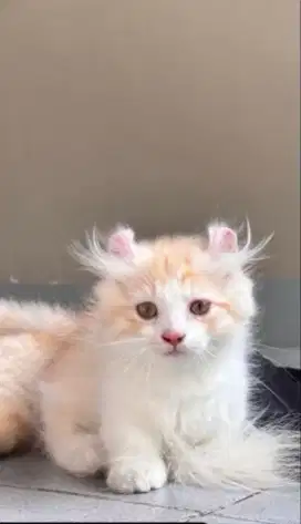 Kucing Jantan Munchkin Kinaklow Curl & NS