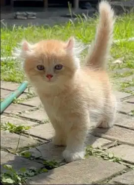 Kucing Jantan Munchkin Kinaklow Curl & NS