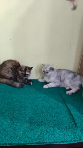 Sepasang BSH mumer