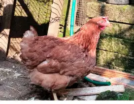 Ayam Petelur Merah