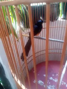 Jual murai jantan medan