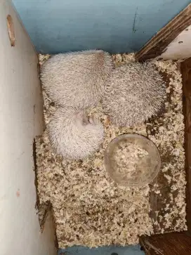 berbagai jenis landak mini