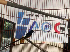 Jual cepat burung murai