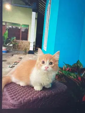 Anak kucing Munchkin