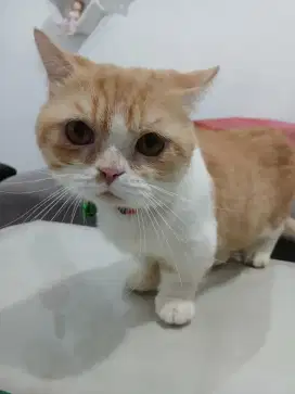 Bsh munchkin golden pacak