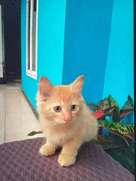 Kucing munchkin