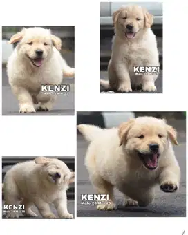 Golden retriever jantan super big bone