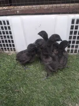 Ayam cemani lidah hitam