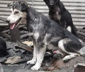 Anjing husky mixed jantan