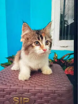 Kucing munchkin
