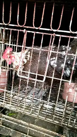 ayam ketawa betina trah durasi