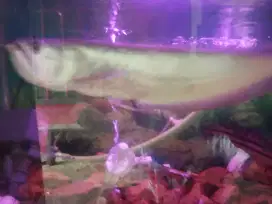 Ikan arwana silver Brazil+ikan toman