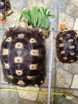 Jual Kura kura Sulcata Mocca Besar