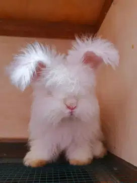 Hewan Peliharaan Lucu