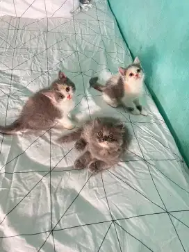Kitten betina mix Persia BSH