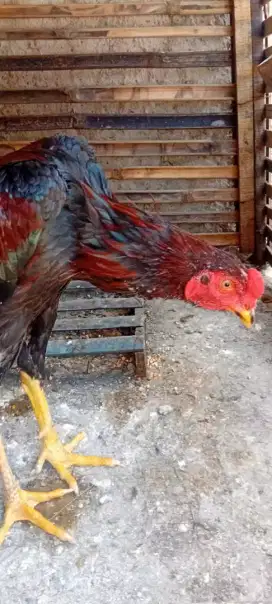 Ayam bangkok  juara