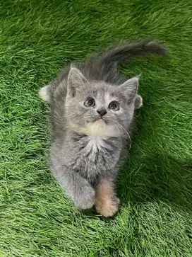 Ready mix British shorthair bulu karpet lucu