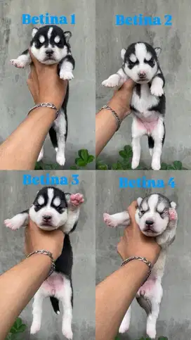 4 ekor husky betina