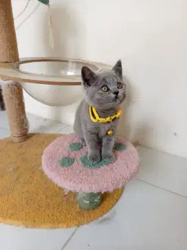 BRITISH SHORTHAIR bsh KITTEN blue solid