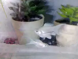 ikan Hias, guppy Dan Molly