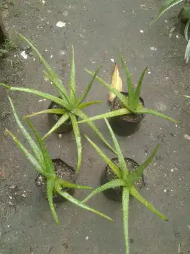 Tanaman Hias Lidah Buaya