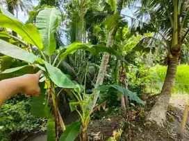 Di jual Tanah pejeng kangin dekat Hosinoya Resort