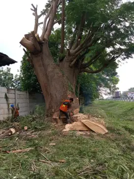 Jasa tebang pohon dan babat lahan